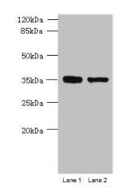 MGME1 Antibody