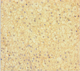 NIPSNAP3B Antibody