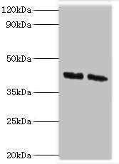 COPS4 Antibody