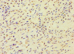MCMBP Antibody