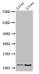 DDA1 Antibody