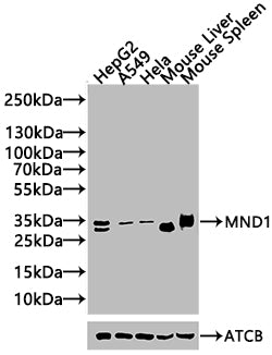 MND1 Antibody