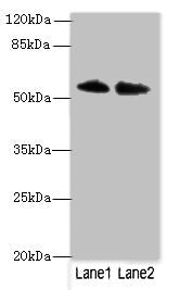 TRIM55 Antibody