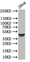 RH5 Antibody