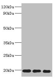 NAA50 Antibody