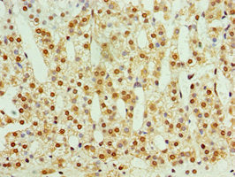 STMN4 Antibody