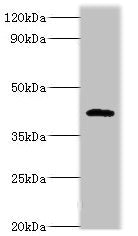 PARL Antibody