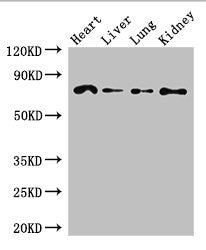 FZD8 Antibody