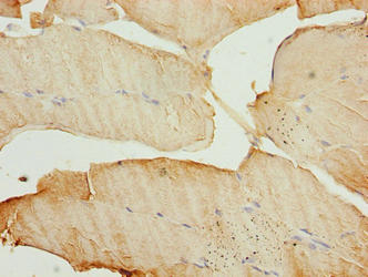 MAP1LC3A Antibody