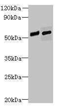 FAM124B Antibody