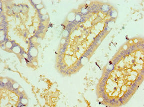 KAT14 Antibody