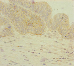 GORASP2 Antibody