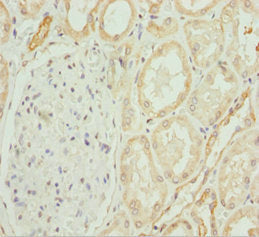 COG4 Antibody