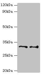 EDA2R Antibody