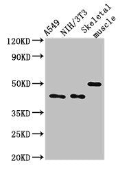 TRIM39 Antibody