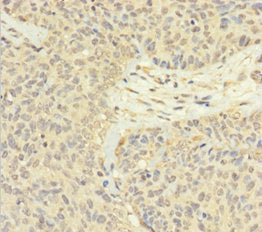 FAM60A Antibody