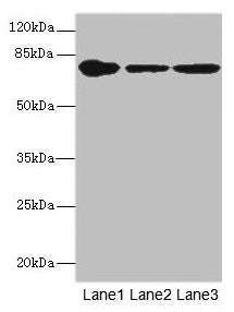 FZD3 Antibody