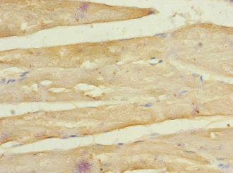 FZD3 Antibody