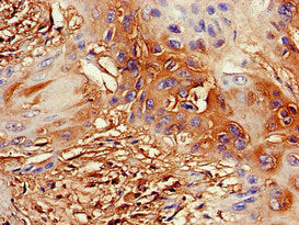 DDX4 Antibody