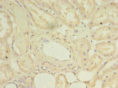 DYRK4 Antibody