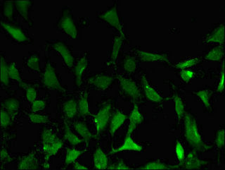 BATF3 Antibody