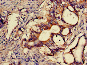 SNX15 Antibody