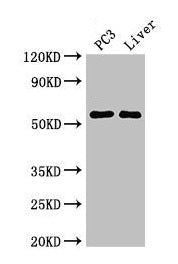 FARSB Antibody