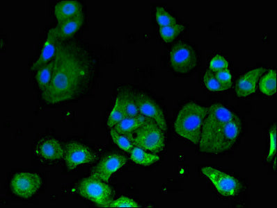 SIRT3 Antibody