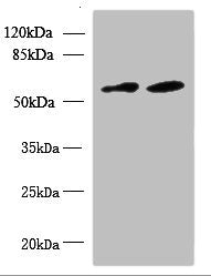 KBTBD4 Antibody