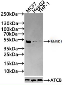 RMND1 Antibody