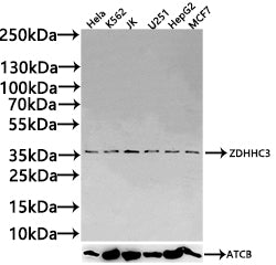 ZDHHC3 Antibody