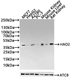 HAO2 Antibody