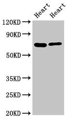 FASTKD2 Antibody