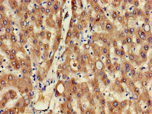MSRB1 Antibody
