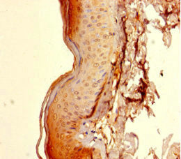 CCDC59 Antibody