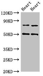Acss2 Antibody