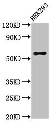 RBPJL Antibody