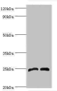 DKK4 Antibody