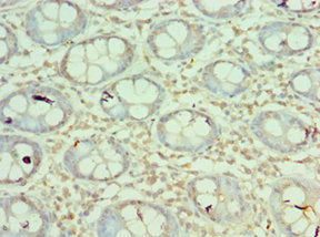 MORF4L1 Antibody