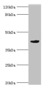 MORF4L1 Antibody