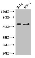 PUF60 Antibody