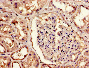 MBD1 Antibody
