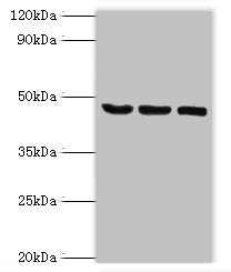 SYT11 Antibody