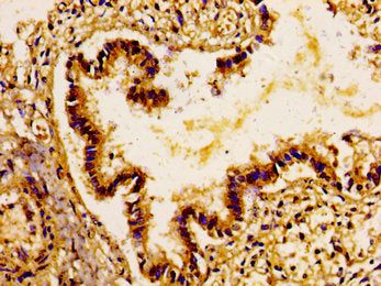 LGR4 Antibody