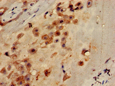 CLEC7A Antibody