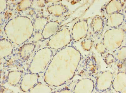 BEX2 Antibody