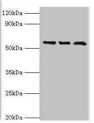 TBL1XR1 Antibody