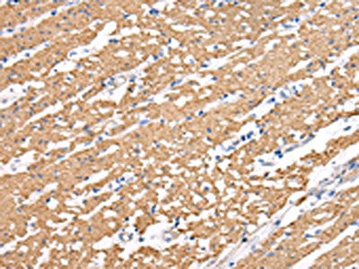 MIP Antibody