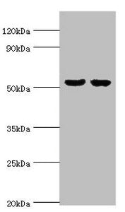 GBA3 Antibody