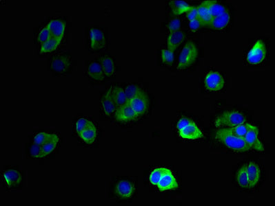 IFI27L2 Antibody